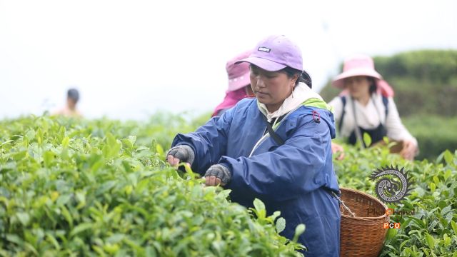 贵州纳雍夏茶迎来丰收季