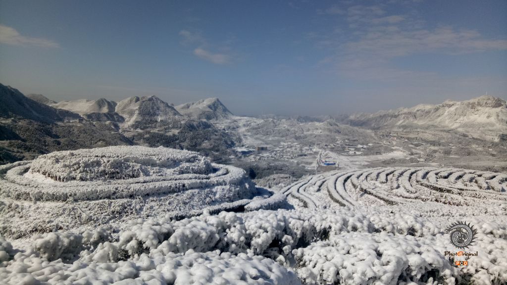 高山茶园 银装素裹