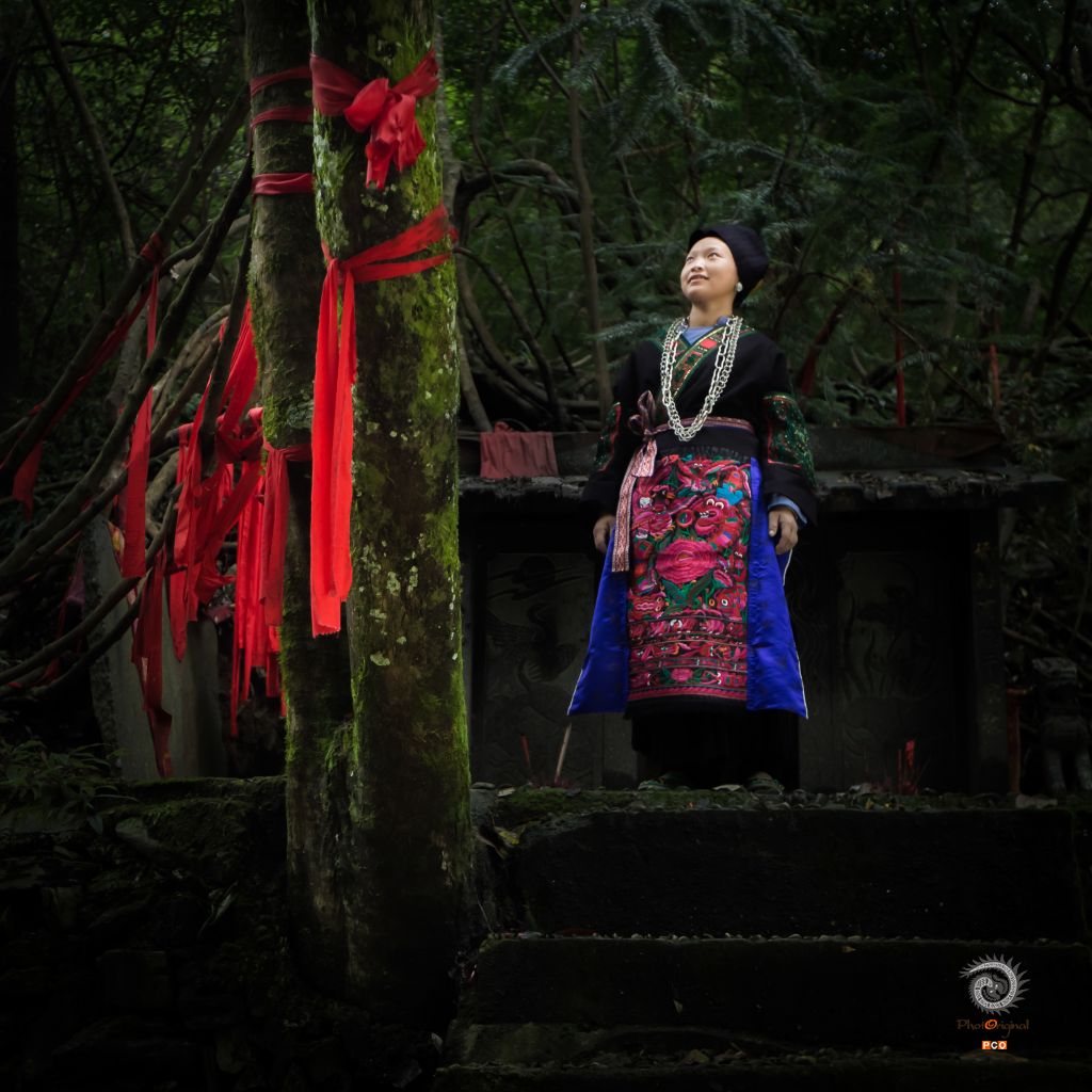 金丝神木之魂