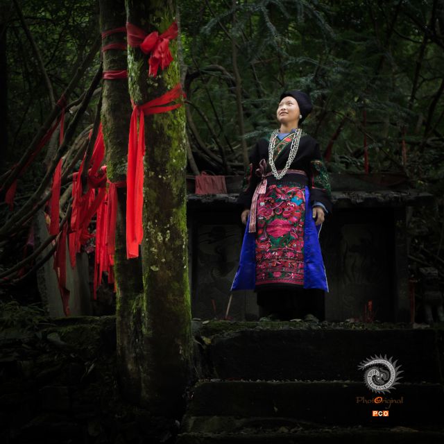 金丝神木之魂
