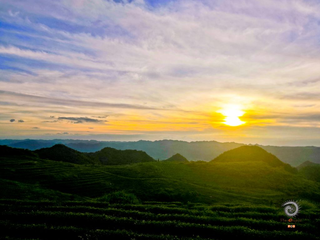 《贵山茶园与晚霞》