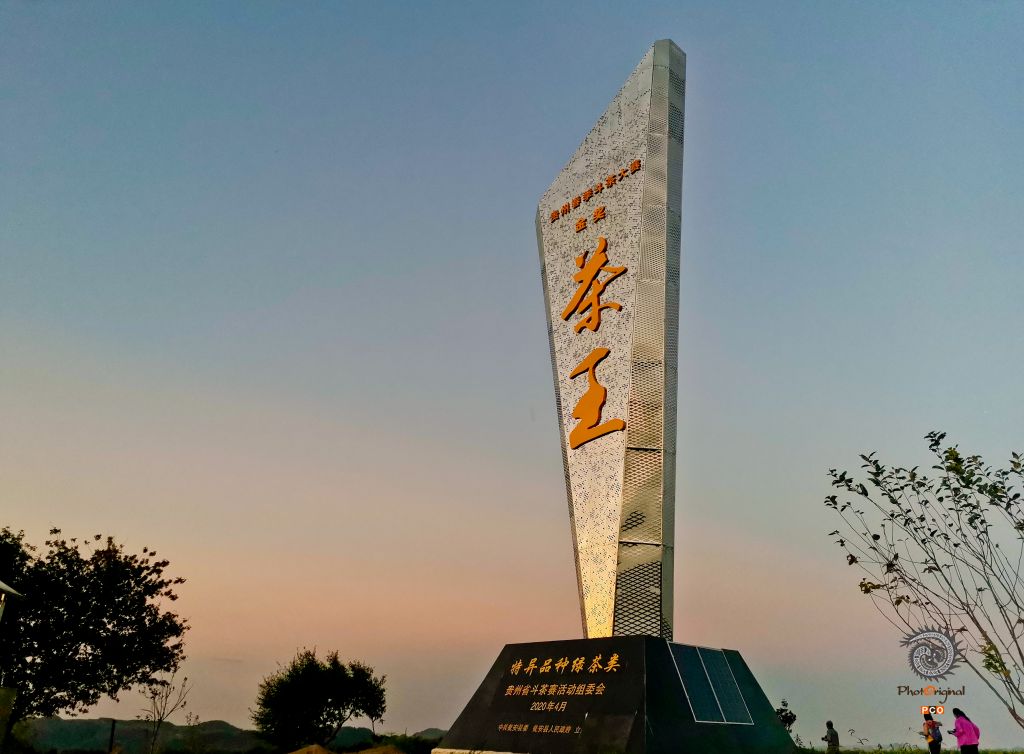 茶叶“奇葩”——黄金芽
