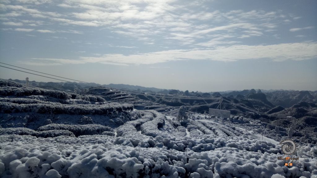 高山茶园 银装素裹