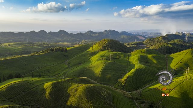 《美丽的瓮安青山茶园》