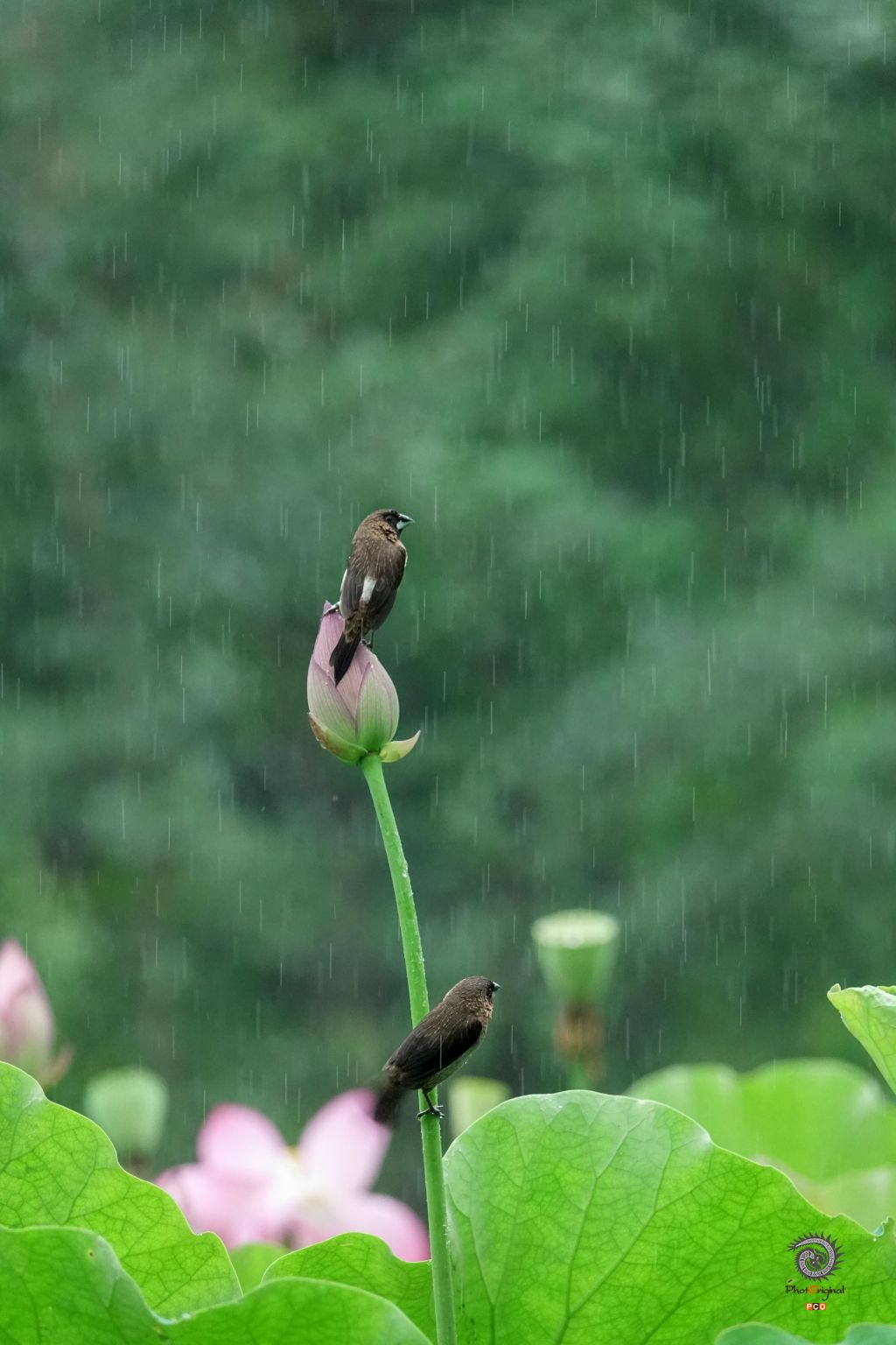 在雨中