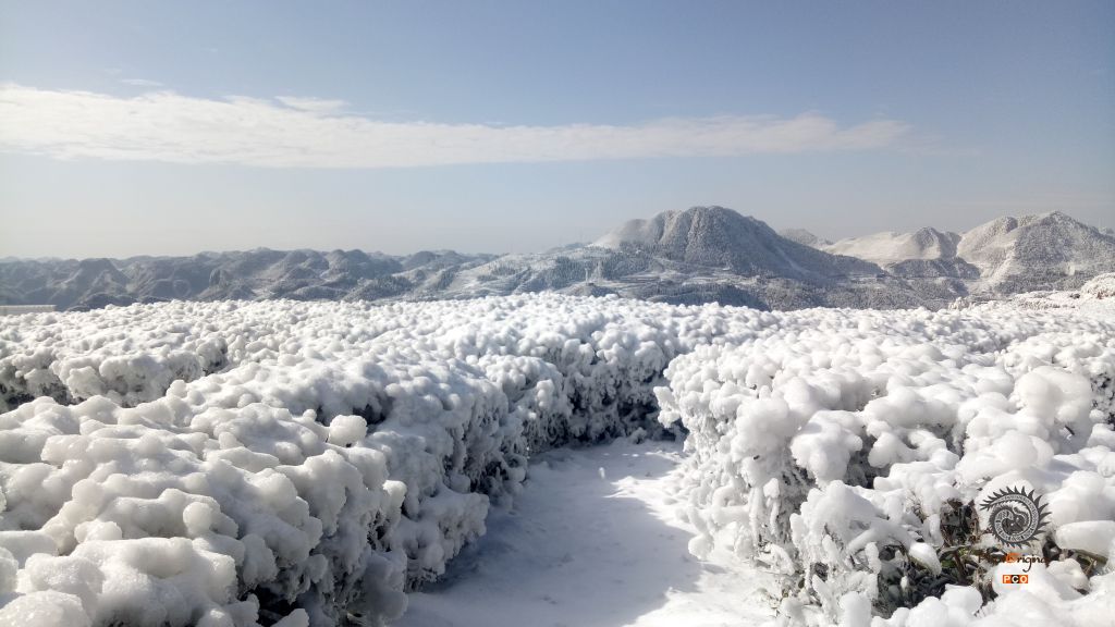 高山茶园 银装素裹