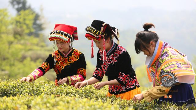 贵州茶农采茶忙