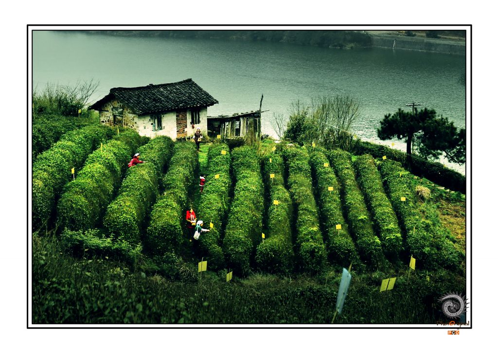 《青山绿水茶园香》(非专业组）