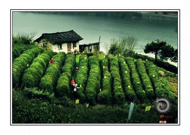 《青山绿水茶园香》(非专业组）