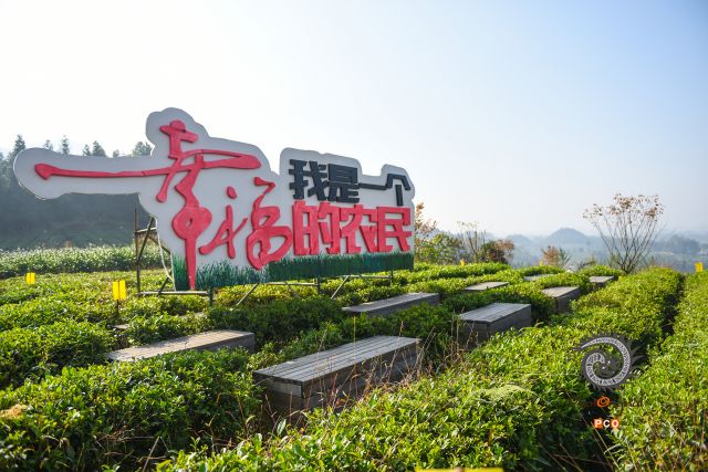 茶园似花园，茶香飘四方（组照）