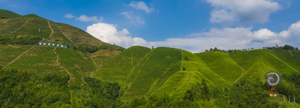 贵州省丹寨县硒锌茶科技园