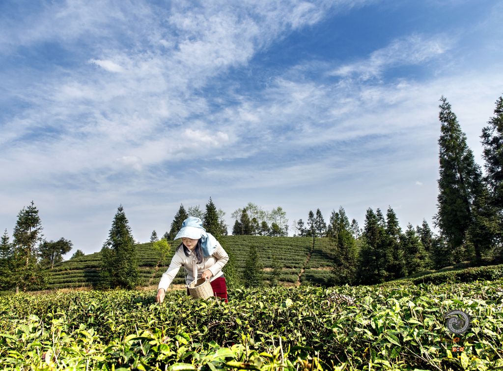 采新茶