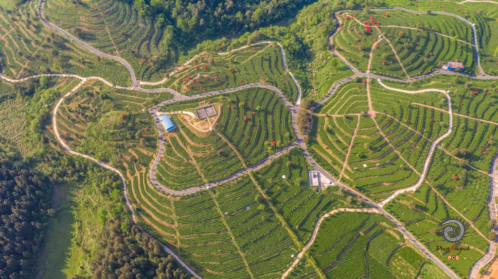 乌当天贵茶园
