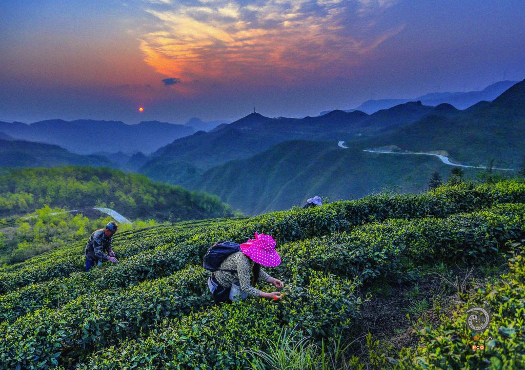 《茶.路》（非专业组）