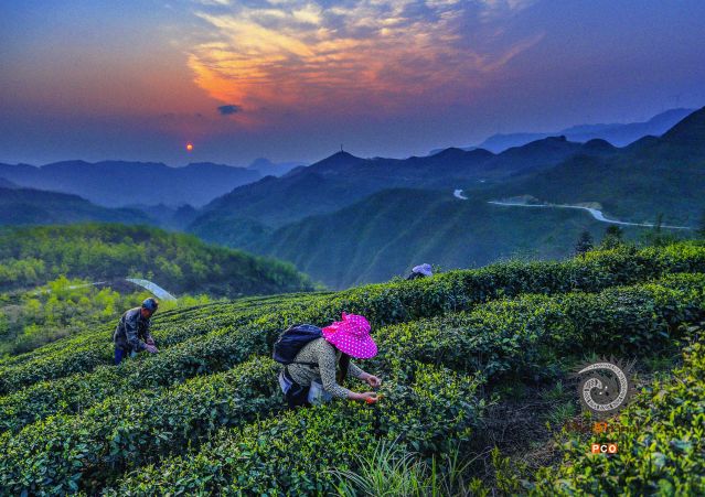《茶.路》（非专业组）