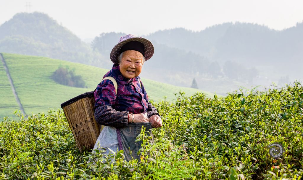 茶园春早