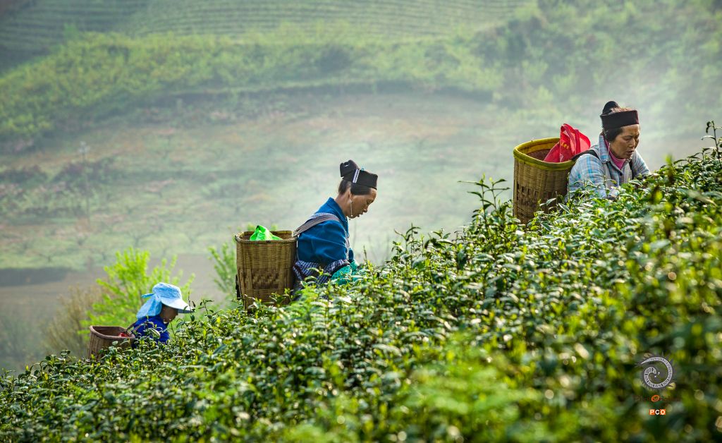 茶园春早