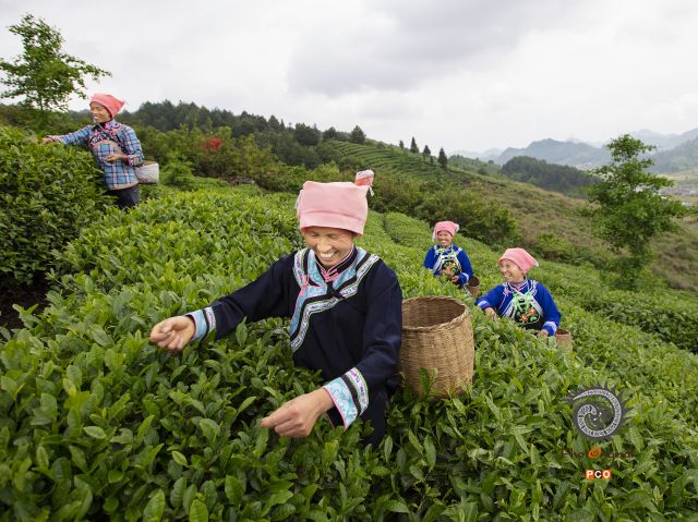 茶香贵州