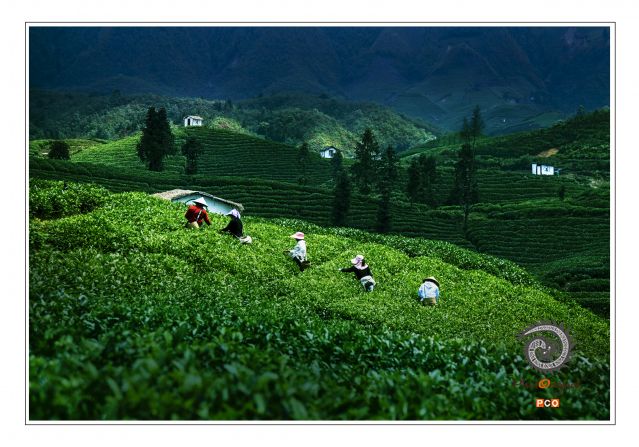 采茶（青少年组）