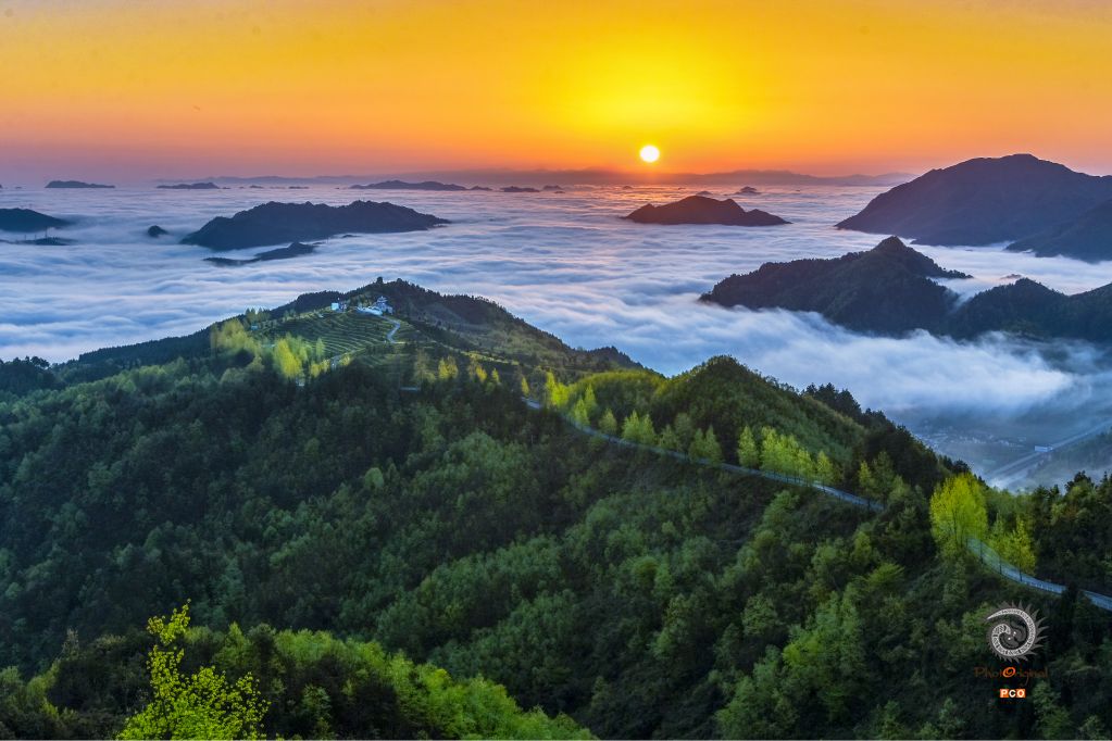 茶园日出