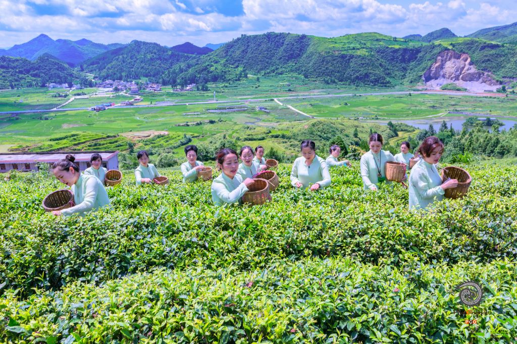 初夏时节采茶忙