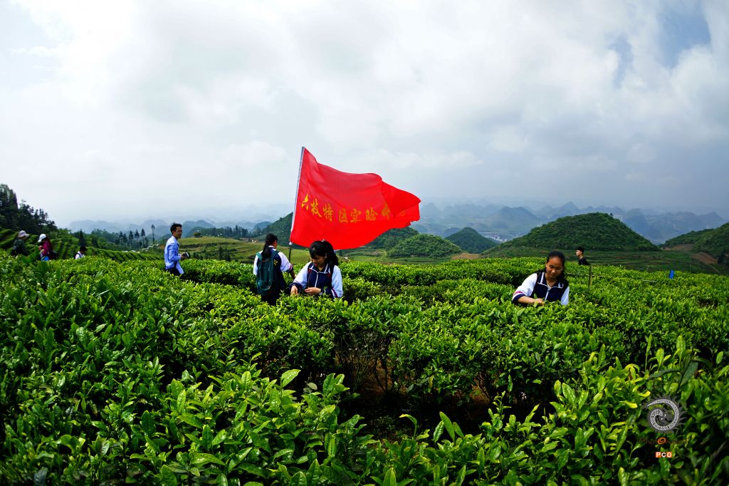 体验茶文化