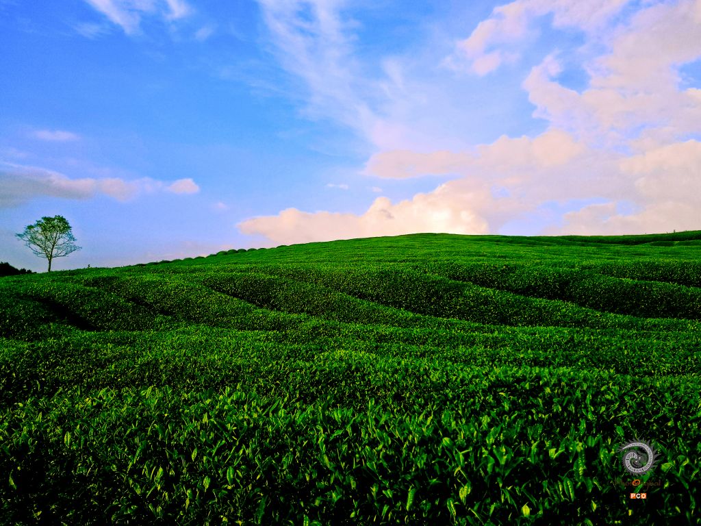 《贵山茶园与晚霞》