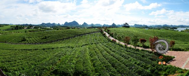 红枫湖畔万亩茶场
