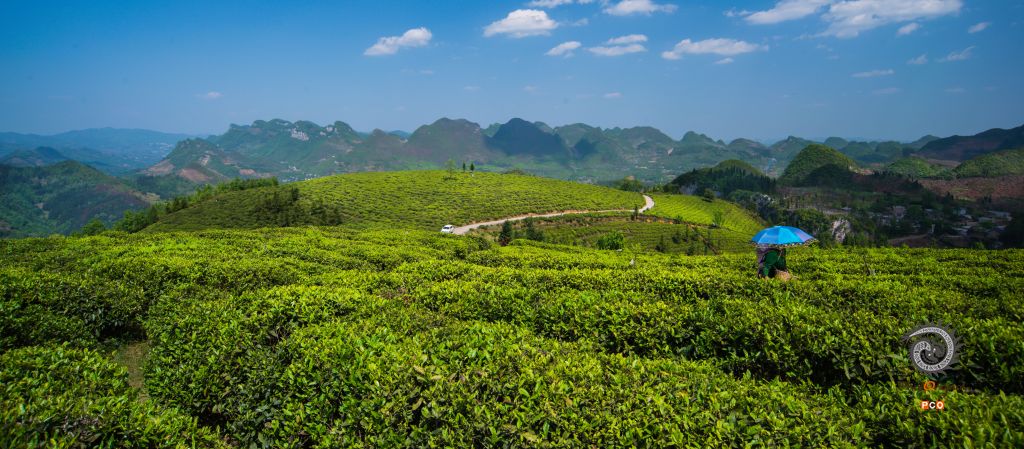 茶园风光