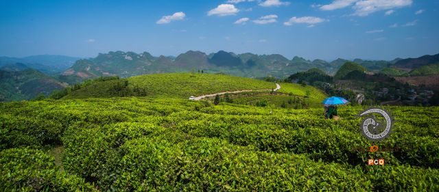 茶园风光