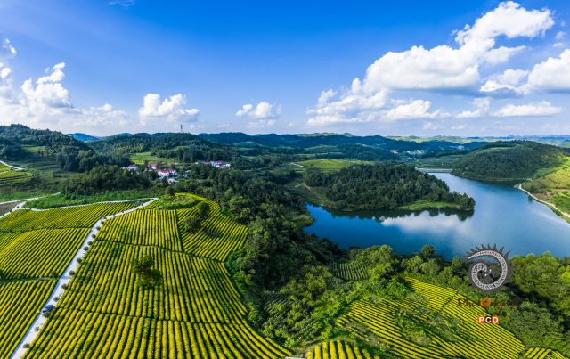 《茶园美景》