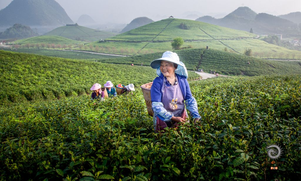 茶园春早