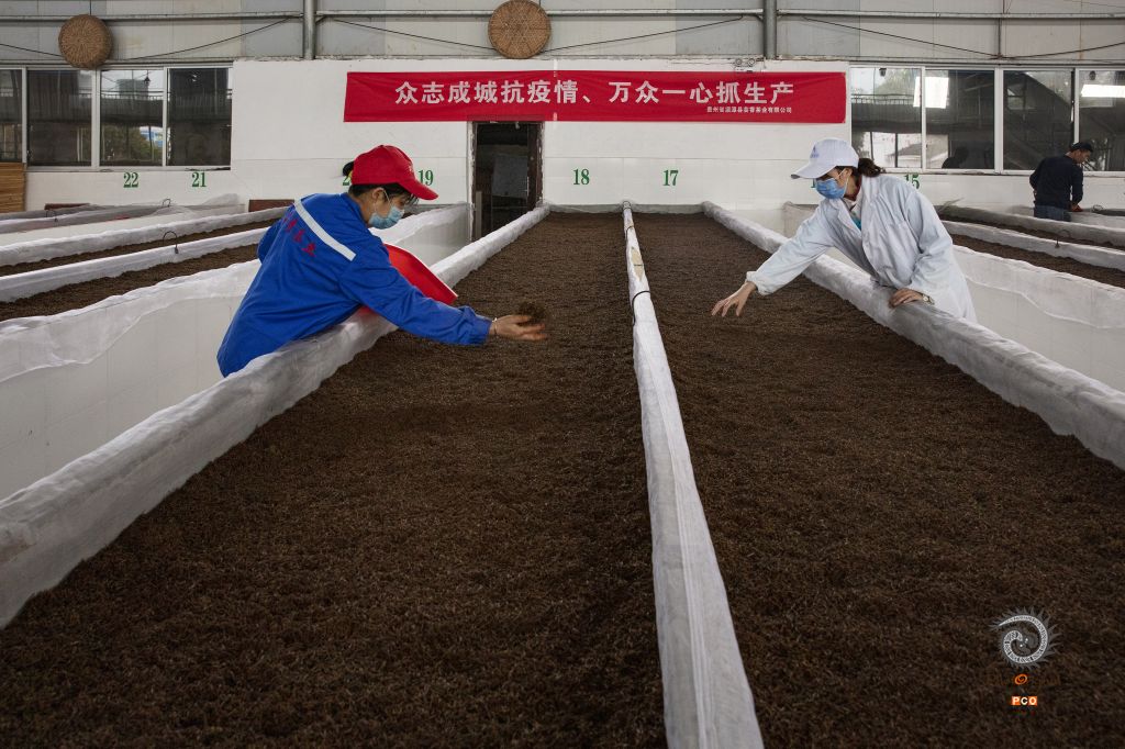 《全面复工复产的贵州茶产业保卫战》