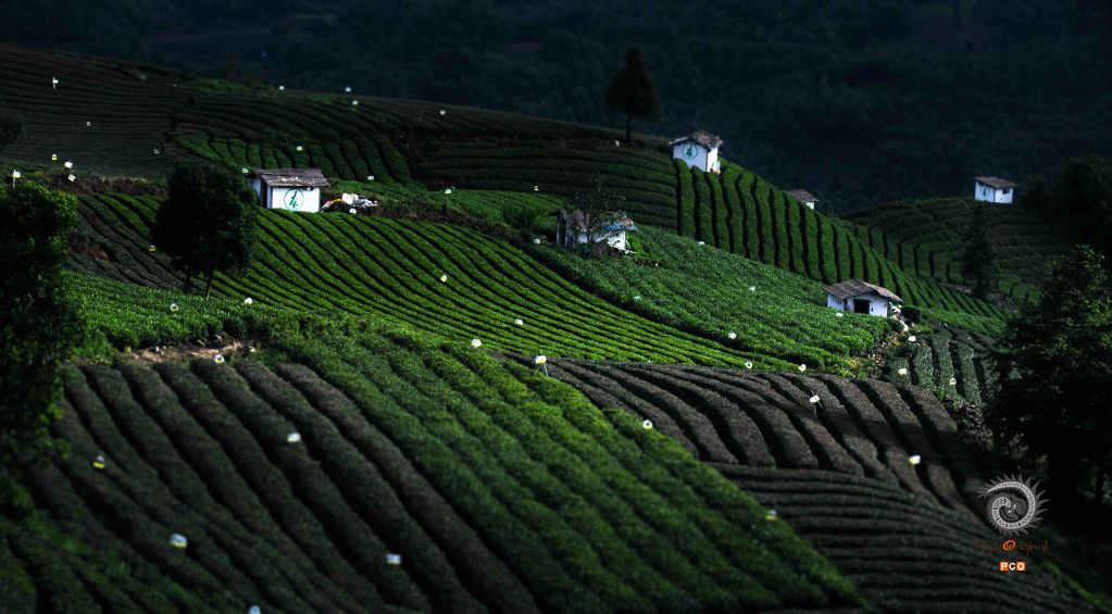 贵州茶有机茶