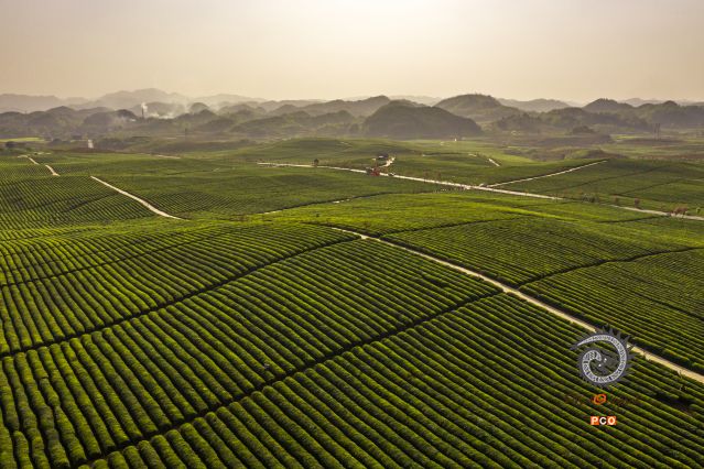 十二茅坡茶场全景