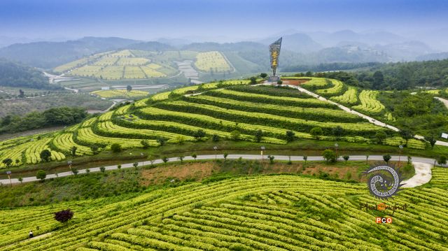 《瓮安茶王基地》