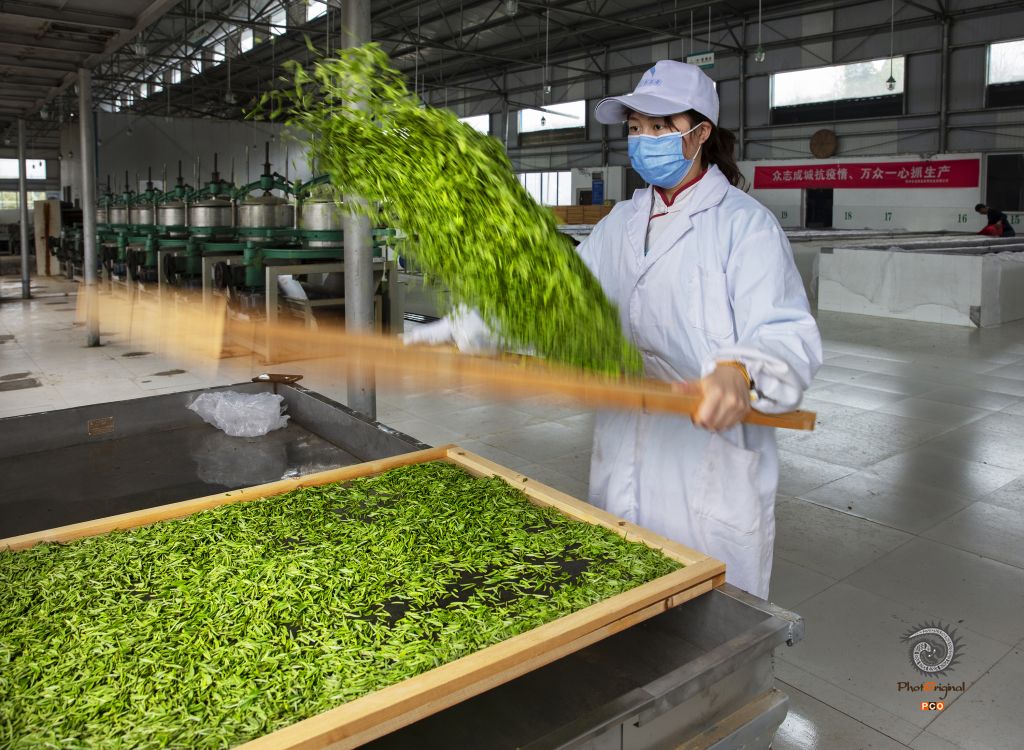 《全面复工复产的贵州茶产业保卫战》