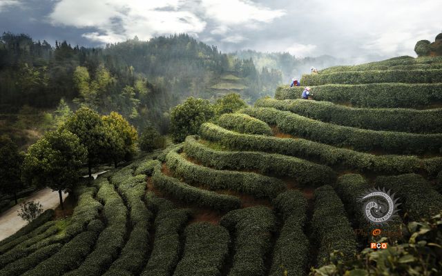 香茗漫黔山
