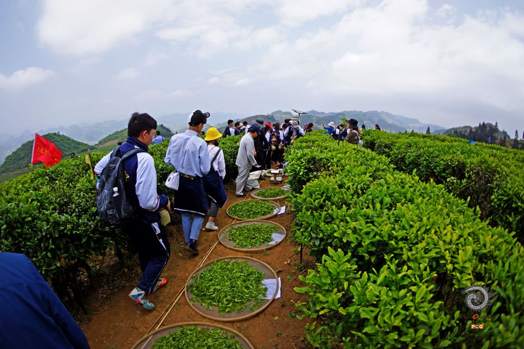 体验茶文化