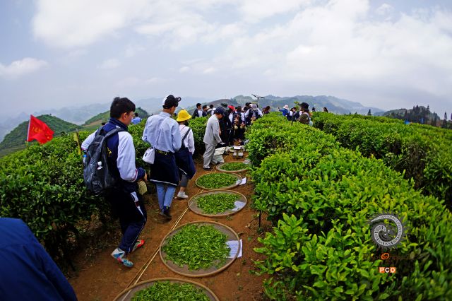 体验茶文化