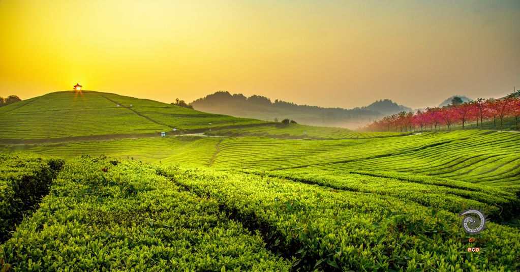 茶园春早