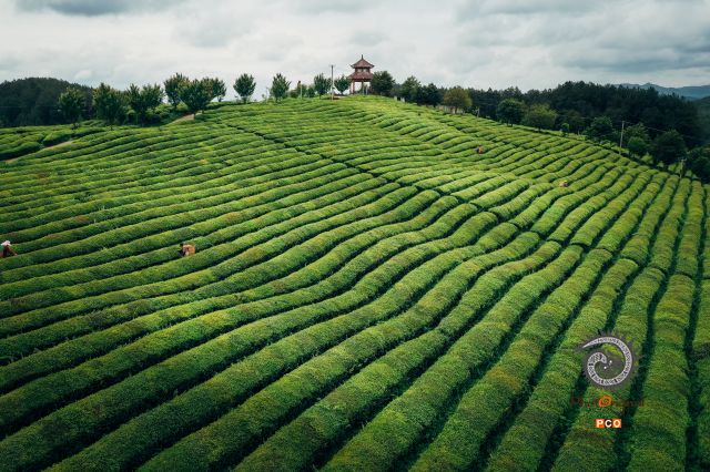 美丽的茶园