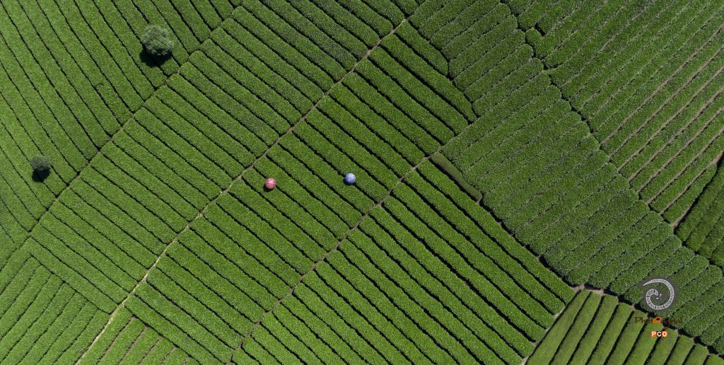 湄潭·茶园