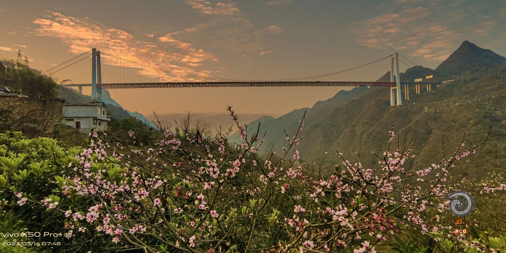 桥 见桃花盛开时