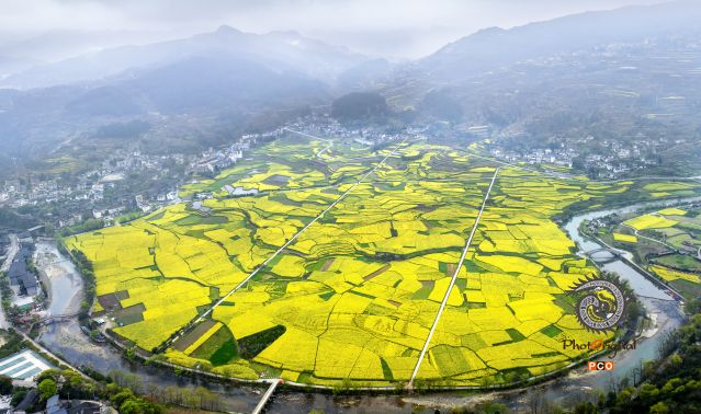 油菜花海喜迎客