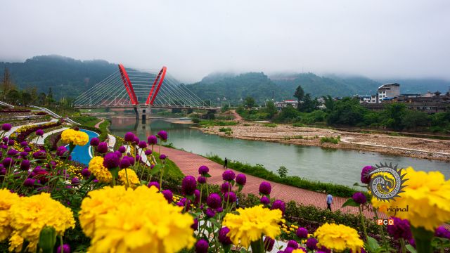 《晨花映樟桥》