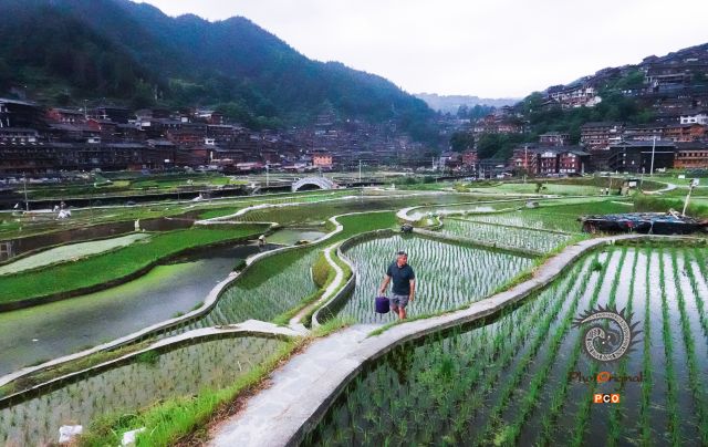 苗寨梯田