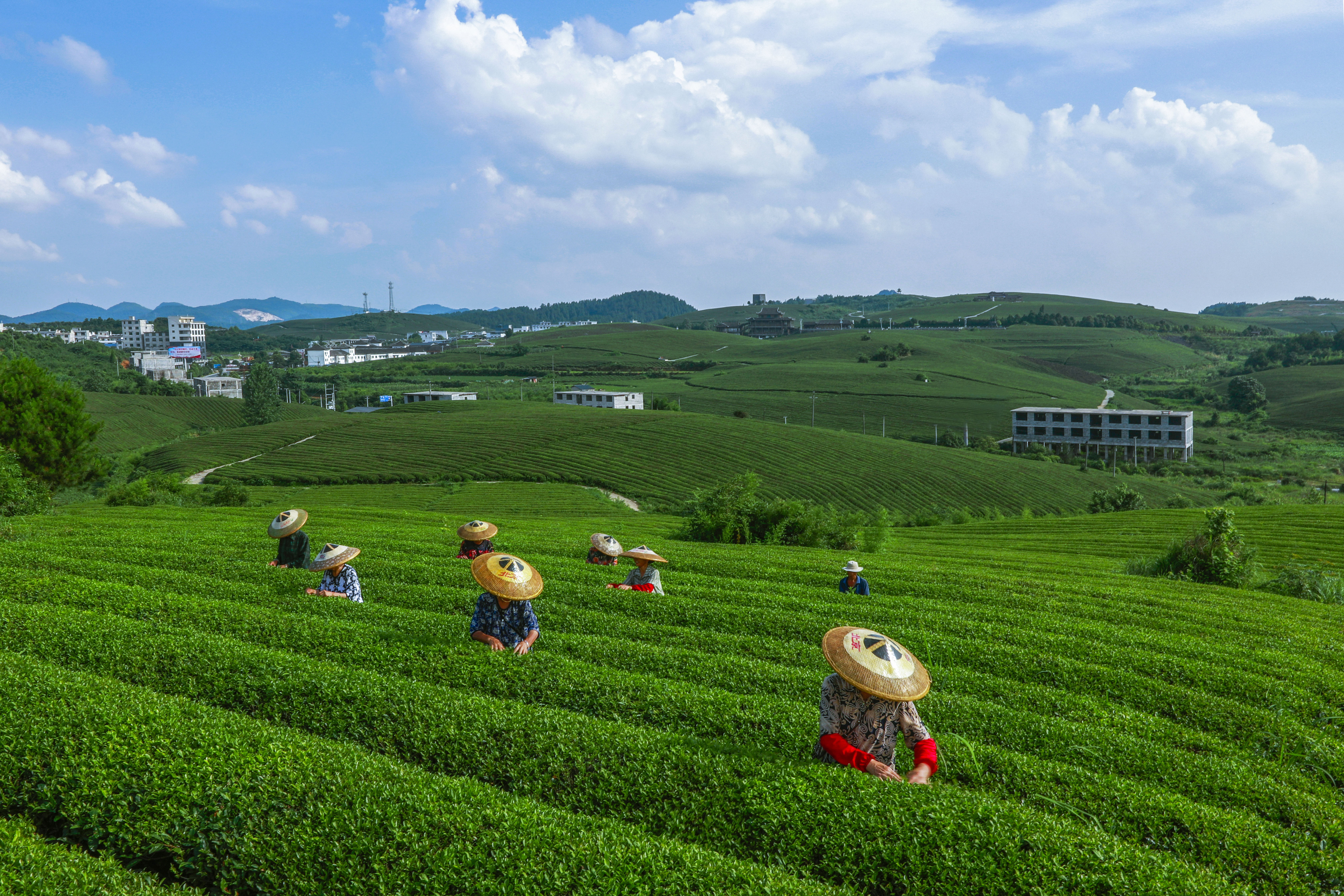 苗王茶海（专业组）