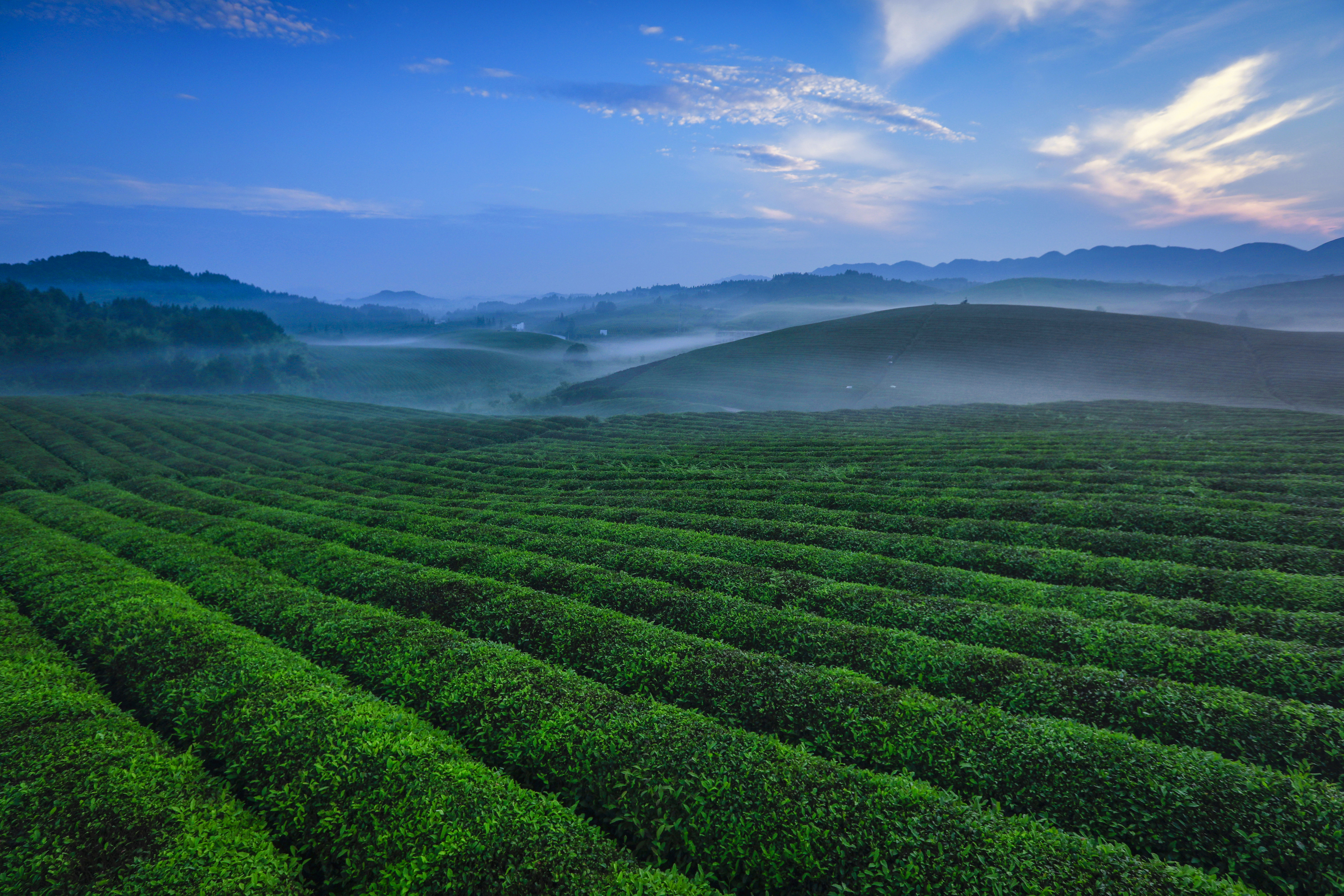 《苗王茶海》（专业组）
