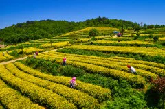 多彩贵州·第十四届中国原生态国际摄影大展 · 健摄者 的图集